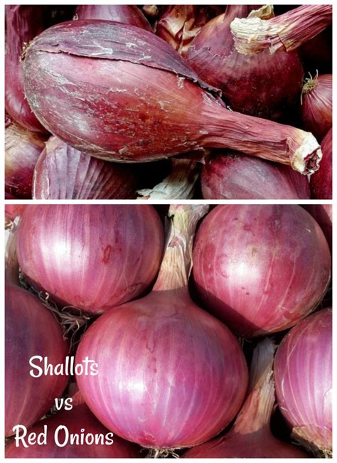 are shallots similar to red onions